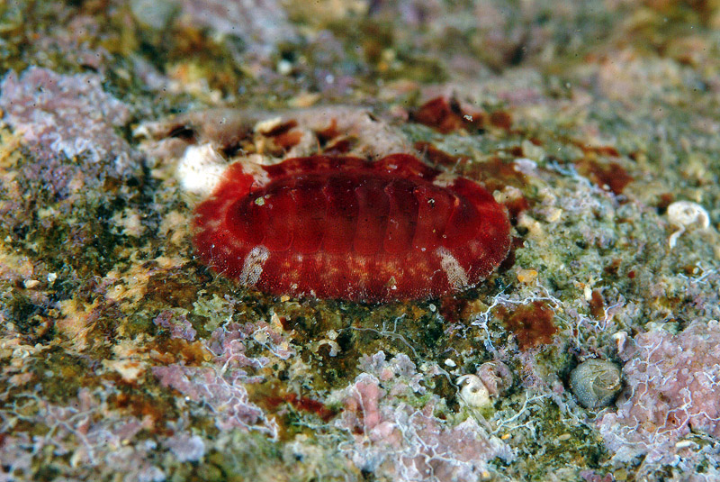 Callochiton septemvalvis